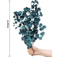 thumbnail image 4 of Eucalyptus Dried Flowers Real Plant Round Leaf Eternal Life And Fresh, 4 of 4