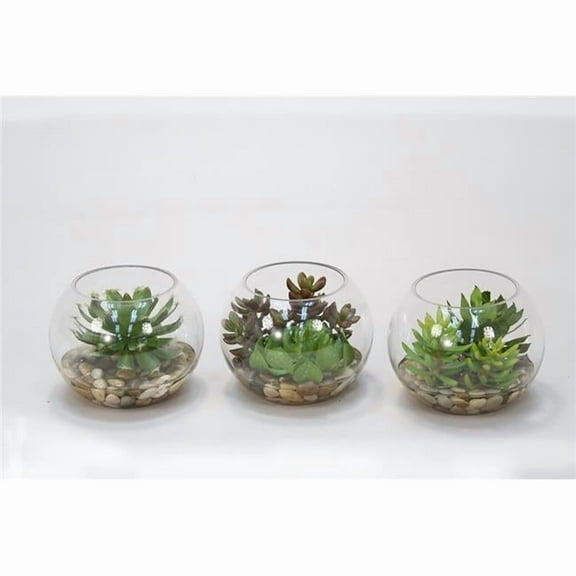 Unisex Succulents in Small Round Glass - Green
