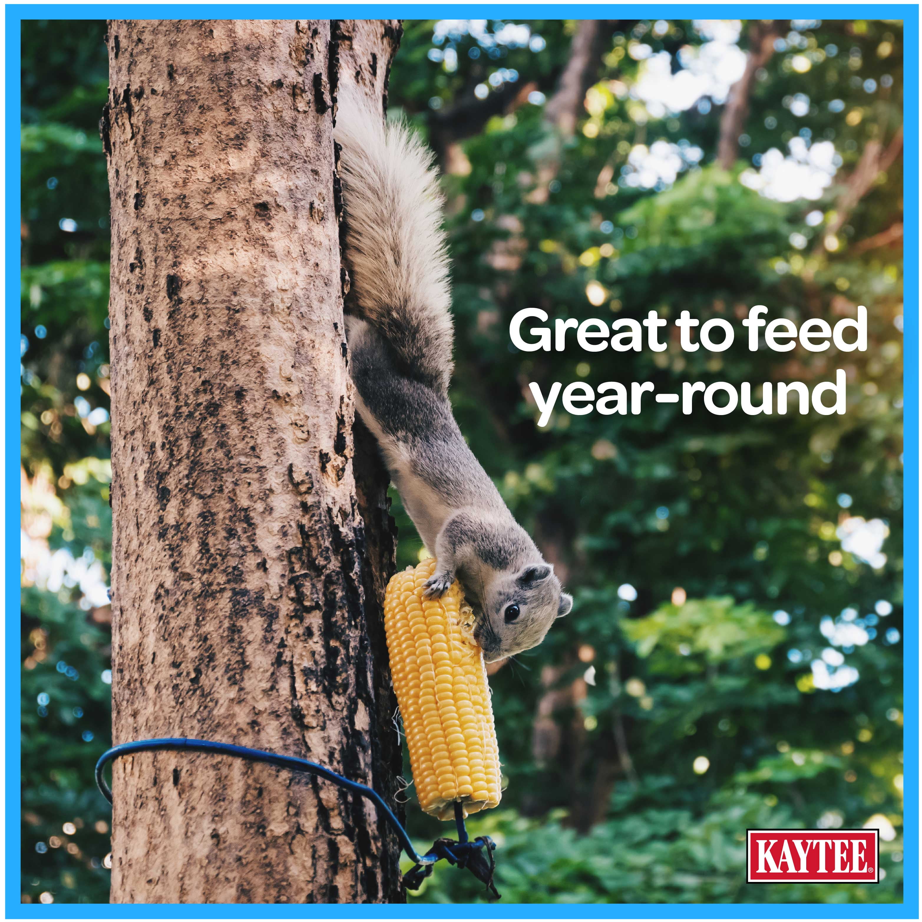 Kaytee Corn on the Cob, Squirrel and Critter Feed, 6.5 lb. Bag, Dry, 1 Pack