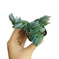 thumbnail image 6 of Kalanchoe Panamensis - Kalanchoe Marnieriana (4"+ Clay Pot) - Tiny, Lovely, Easy to Care Succulent for Beginners - Live Healthy Succulent for Home Office, 6 of 9