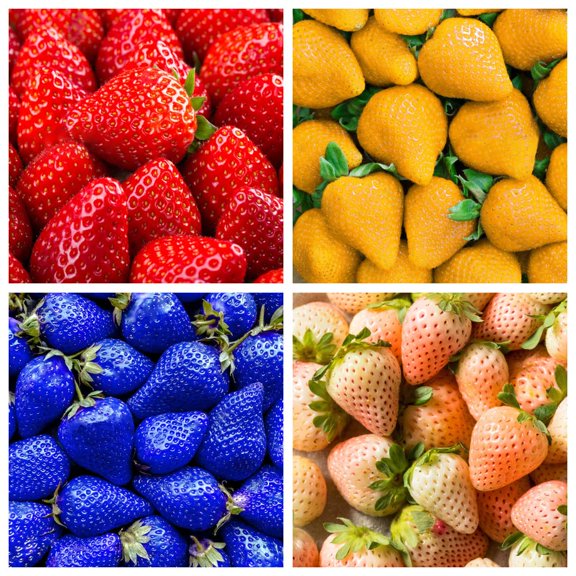 400  Mix Strawberry Seeds for Planting MVR1 - Heirloom Non-GMO Red Yellow Blue White Climbing Strawberry - Everbearing Fruit Plant Home Garden Sweet and Delicious