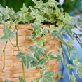 thumbnail image 4 of Variegated Ivy Live Plant in 6 Inch Pot, English Ivy Live Outdoor Indoor, Hardy Vine Plant Groundcover Houseplant, 4 of 6