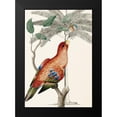thumbnail image 2 of Ehret-De Bevere 11x14 Black Modern Framed Museum Art Print Titled - Palm/Lory Parrot, 2 of 5