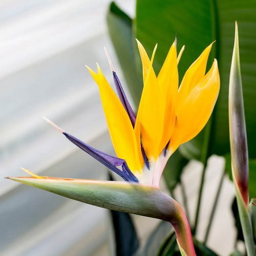 Yellow Bird of Paradise  3 Live Plants  Mandela's Gold  Strelitzia Reginae  Beautiful Rare Foliage Specimen