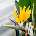 thumbnail image 3 of Yellow Bird of Paradise  30 Live Plants  Mandela's Gold  Strelitzia Reginae  Beautiful Rare Foliage Specimen, 3 of 6