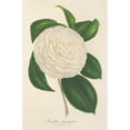 thumbnail image 2 of Charles Antoine Lemaire 11x14 Black Ornate Wood Framed Double Matted Museum Art Print Titled: Camellia Planipetala (1854-1896), 2 of 5