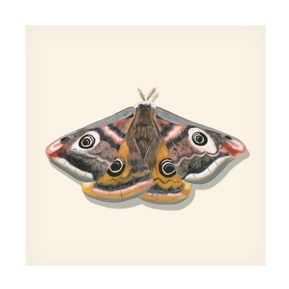 Canvas Wall Art - Michael Willett 'Watercolor Moths I' Wall Art for Living Room, Bedroom, or Office Décor by Trademark Fine Art - 24 x 24 Inches