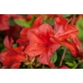thumbnail image 5 of Encore Azalea Autumn Bravo (2 Gallon) Red Flowering Shrub - Full Sun Live Outdoor Plant, 5 of 7