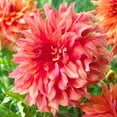 thumbnail image 3 of 40 Giant Dinnerplate Dahlia Seeds, Perennial Heirloom Mix, Pollinator Friendly for Gardens, 3 of 6