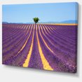 thumbnail image 2 of Lonely Uphill Tree in Lavender Field - Oversized Landscape Wall Art Print, 2 of 3