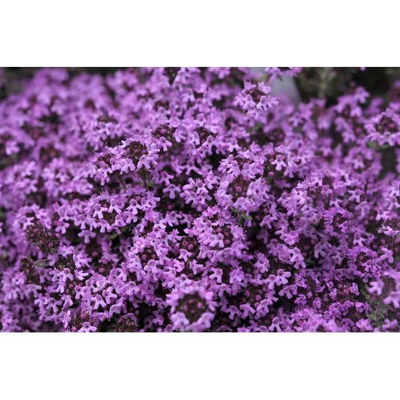 SHIQI-Magic Creeping Thyme Seeds, 300 Seeds, Beautiful Ground Cover Plants, Easy to Plant and Grow Perennial Flower