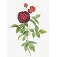 thumbnail image 2 of Redoute, Pierre Joseph 19x24 Black Ornate Wood Framed with Double Matting Museum Art Print Titled - Guerins Rose, One Hundred-Leaved Rose, Rosa gallica gueriniana, 2 of 4