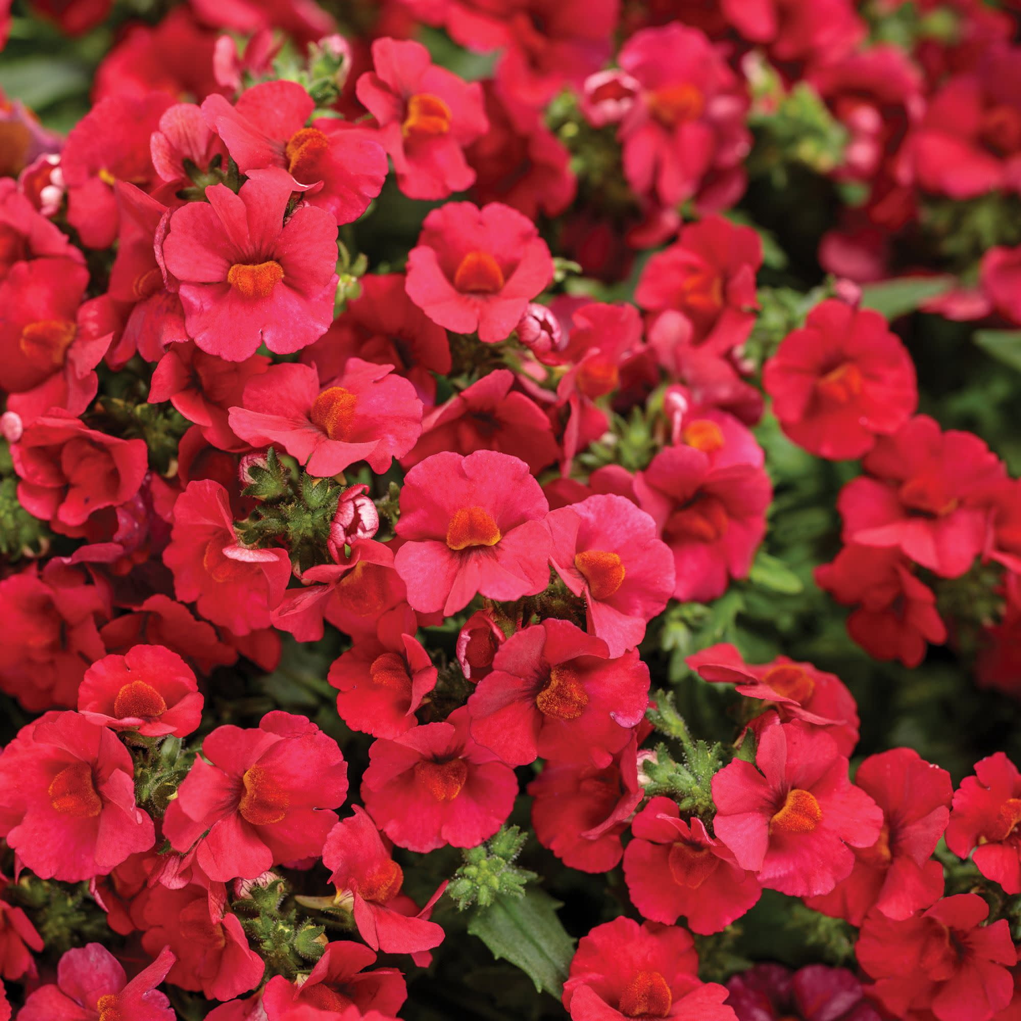Proven Winners 4" Sunsatia Cranberry Red Nemesia Live Plant in 4.25" Pot (4 Count)