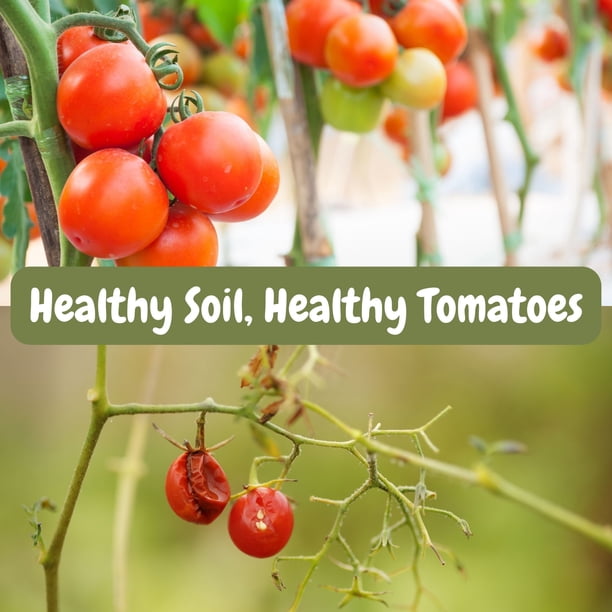 All Natural Tomato Starter/Potting Mix (8 Quarts), Perfect Backfill for  Outdoor Tomato Plant Holes, Hand Blended with Natural Ingredients Including  Worm Castings - Walmart Business Supplies