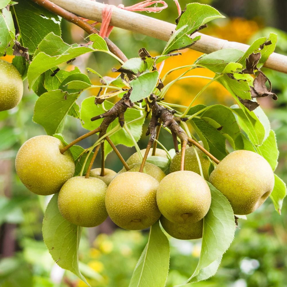 Expert Gardener 1- 1.5 ft  Shinsike Asian Pear Live Tree in 1-Gallon Grower Pot
