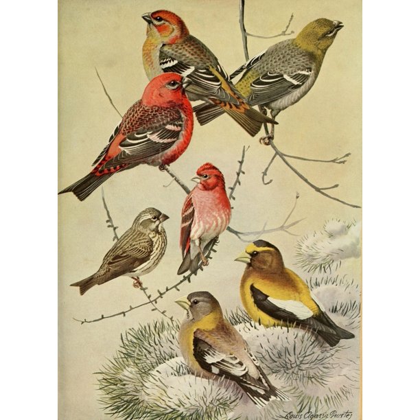 Birds Of Massachusetts 1925 Grosbeaks Finch Poster Print By L A Fuertes 18 X 24 Walmart Com Walmart Com