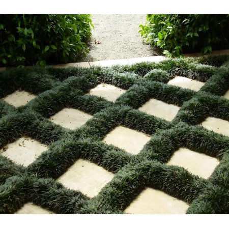 Classy Groundcovers, Ophiopogon japonicus 'Nana', 'Nanus', O. jaburan 'Nana', O. japonica 'Nana' (flat of 18 Pots, 3 1/4 inch square)