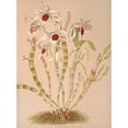 thumbnail image 3 of Harriet Stewart Miner 14x18 Black Modern Framed Museum Art Print Titled - Dendrobium Ainsworthii (1885), 3 of 5