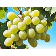thumbnail image 4 of 50 *Seeds  GREEN (Dessert / Table) GRAPE Vitis Vinifera Fruit Vine Seeds, 4 of 11