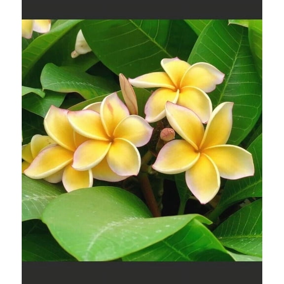 BloomVivid  11 Inch Yellow Plumeria Plant Live Plants Full Sun, Attract Birds