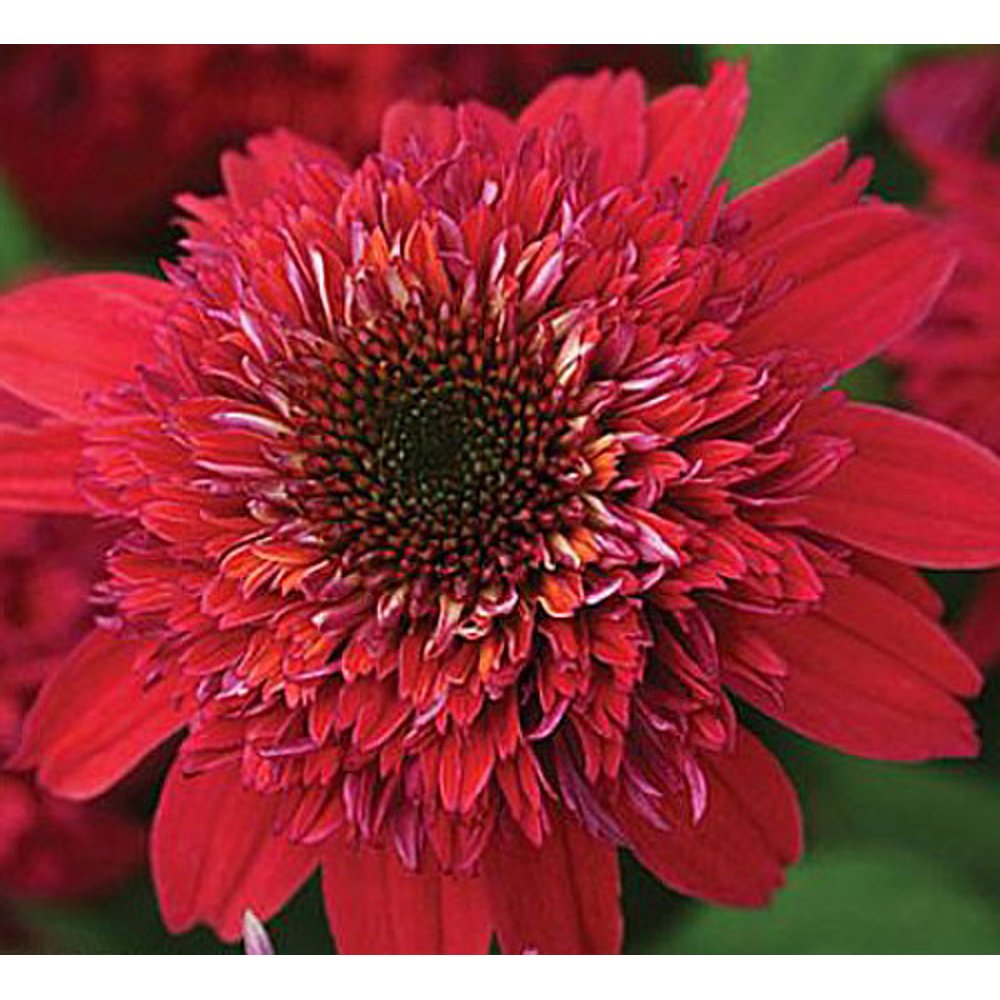 Double Scoop Raspberry Coneflower Plant Raspberry Red Double Blooms