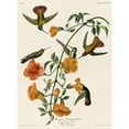 thumbnail image 3 of Vintage Apple Collection 19x24 Black Modern Framed Museum Art Print Titled - Mangrove Hummingbird, 3 of 5