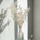 thumbnail image 4 of 5X Flores de Ruscus Secas para Siempre de 45cm DecoracióN Floral DIY Ramo de Flores Secas para DecoracióN del Hogar de Boda, 4 of 5