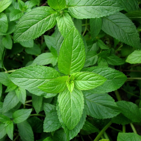 Peppermint Herb Garden Seeds - 1 Grams - Non-GMO, Heirloom, Perennial Herbal Gardening for Mint Tea and Culinary Applications