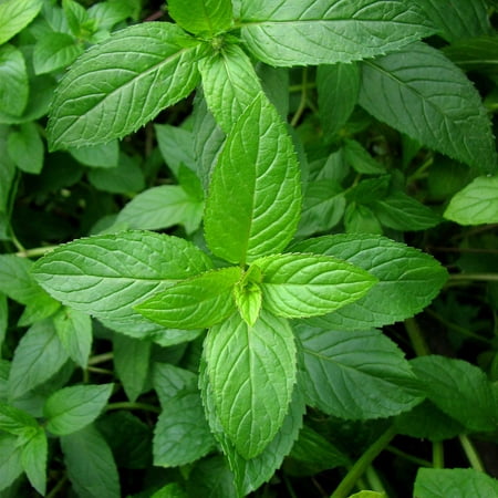 Peppermint Herb Garden Seeds - 1 Grams - Non-GMO, Heirloom, Perennial Herbal Gardening for Mint Tea and Culinary