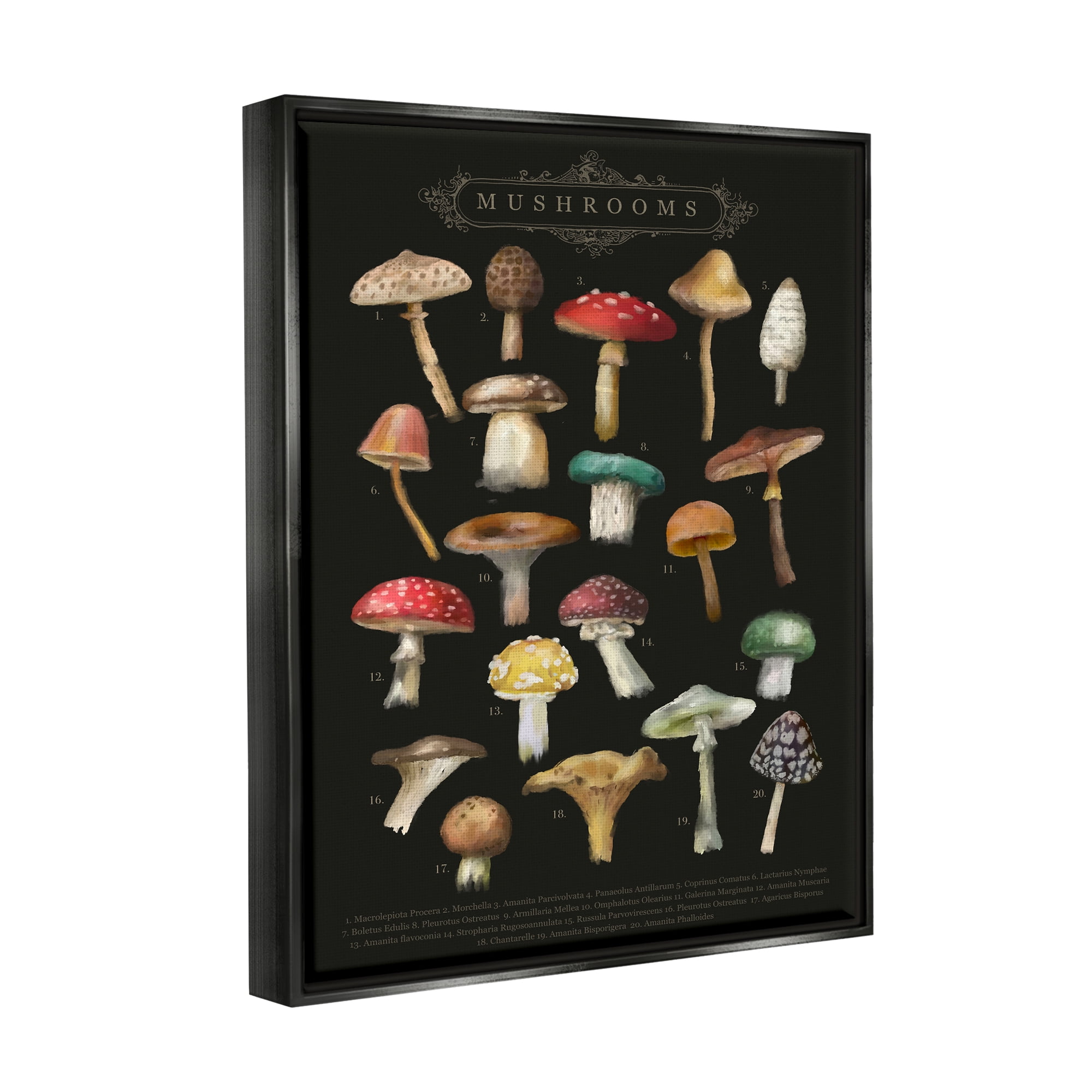 Stupell Industries Dark Informative Mushroom Chart Landscape Painting Black Floater Framed Art Print Wall Art