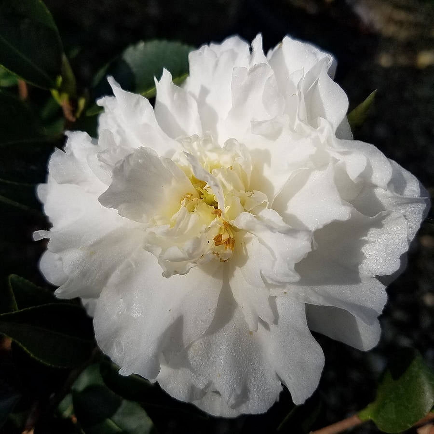 Expert Gardener Mine No Yuki Camellia (2.5 Gallon) Flowering Evergreen Shrub with White Blooms - Full Sun Live Outdoor Plant
