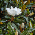 thumbnail image 3 of Little Gem Magnolia Tree, Compact Southern Evergreen with Fragrant Creamy-White Flowers, 3 of 6