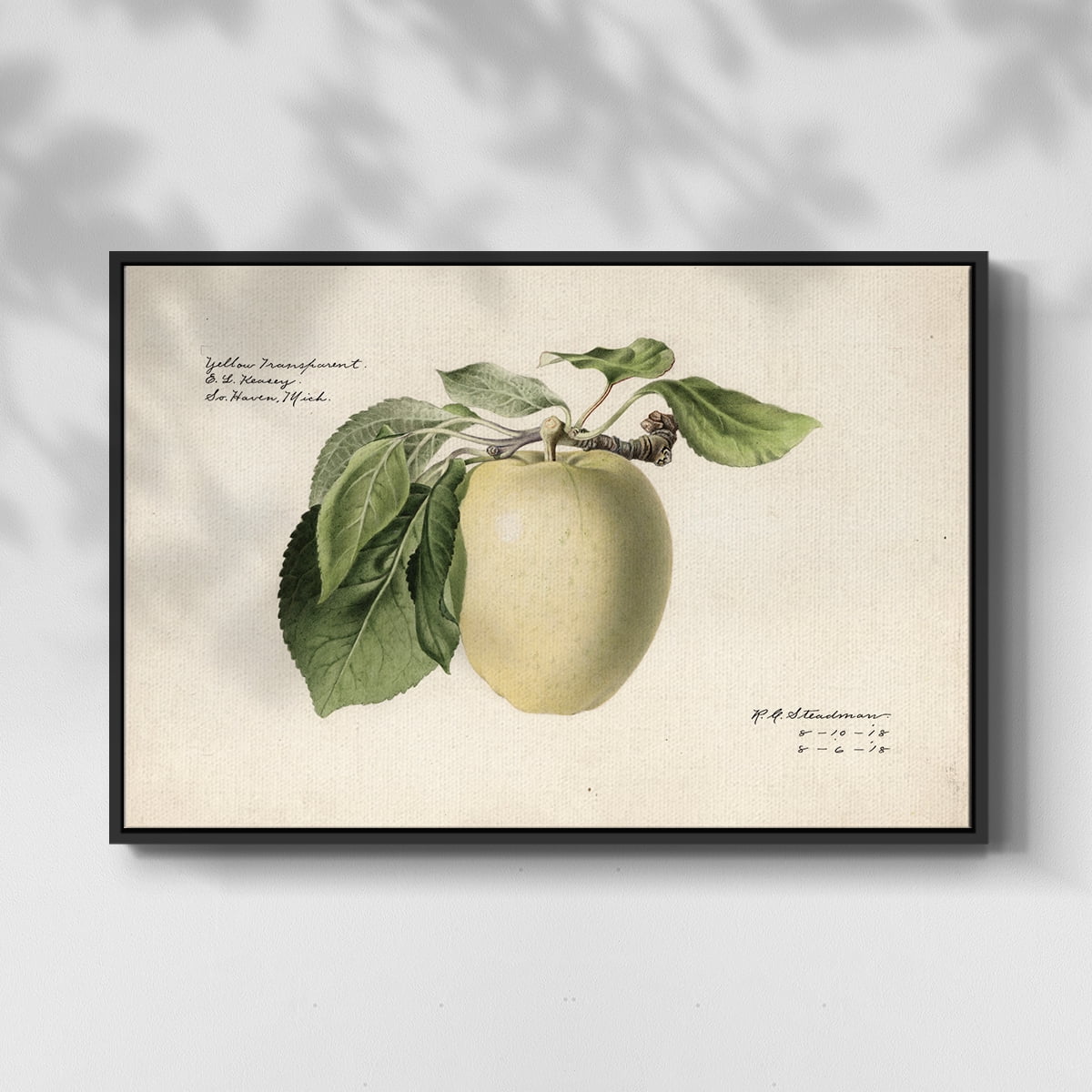 Vintage Botanical Print-XLV By Wexford Home Framed in Black Wood Gallery Wrapped Canvas 27 in. x 41 in.