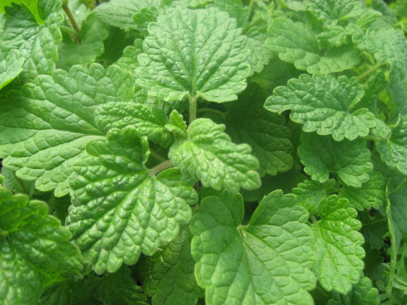 Lemon Catnip Nepeta citrata CAT�S LOVE IT! Live