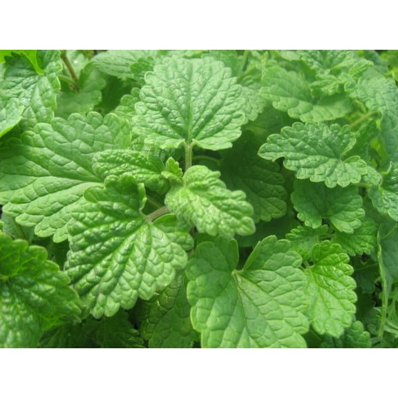 Lemon Catnip  - Nepeta citrata - CAT'S LOVE IT! - Live Plant - 3" Pot