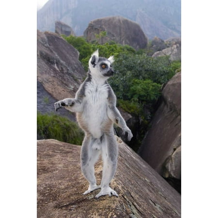 Ring-tailed Lemur male walking upright on rocks in the Andringitra Mountains vulnerable south cent Poster Print by Pete