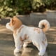 thumbnail image 4 of Ropa para mascotas lindos chalecos de oso otoño e invierno ropa de cuatro patas ropa para perros ropa para gatos franela, 4 of 5