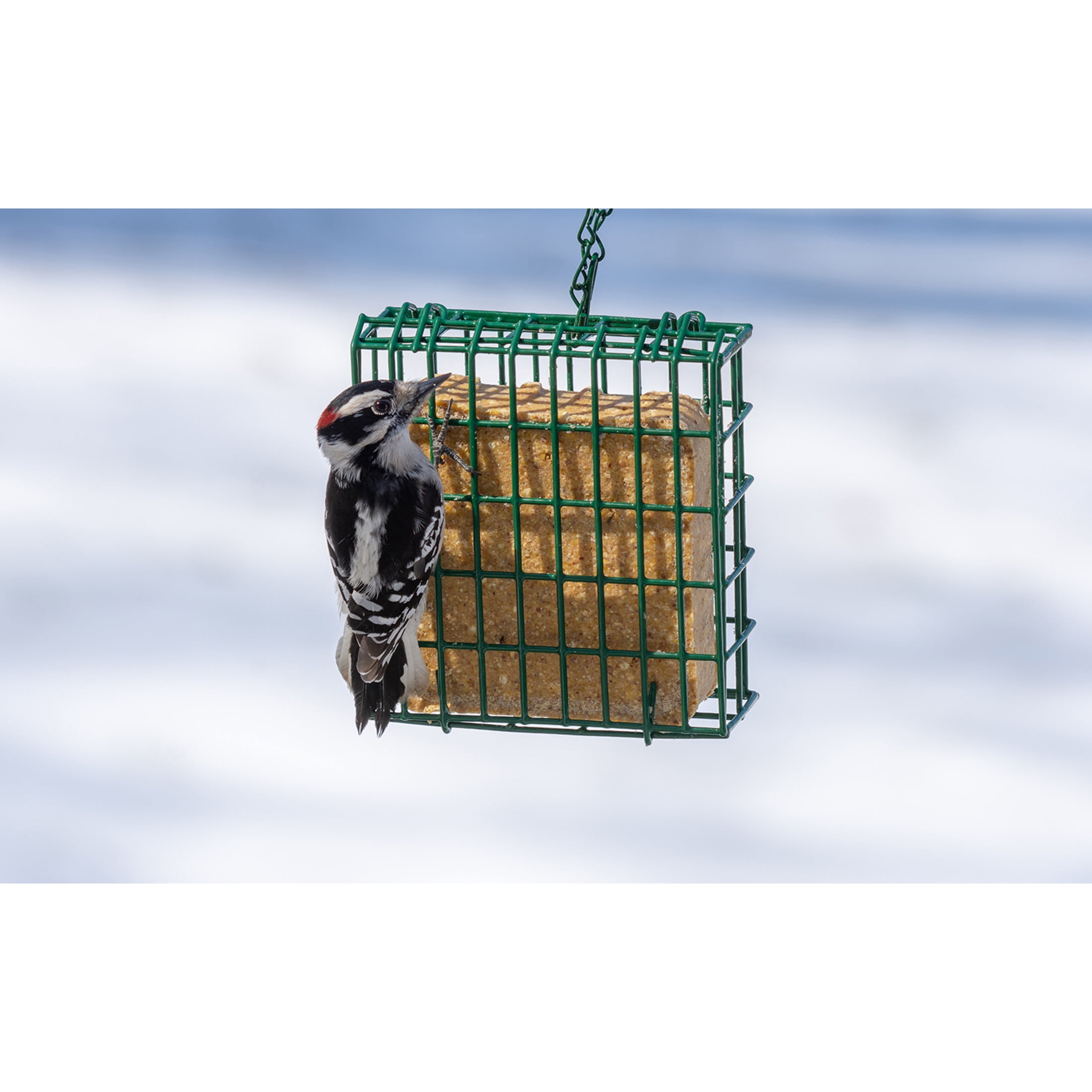 C&S Green Wild Bird EZ Fill Suet Cake Feeder