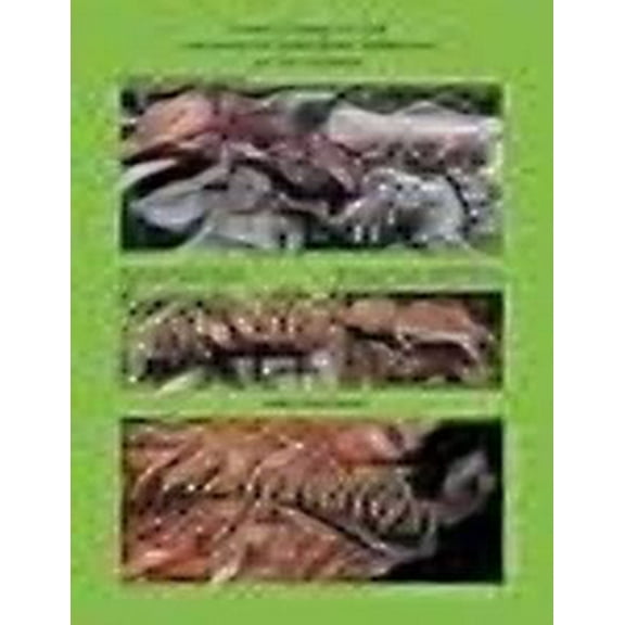 A Field Guide to the Geckos of Northern Territory (Paperback)