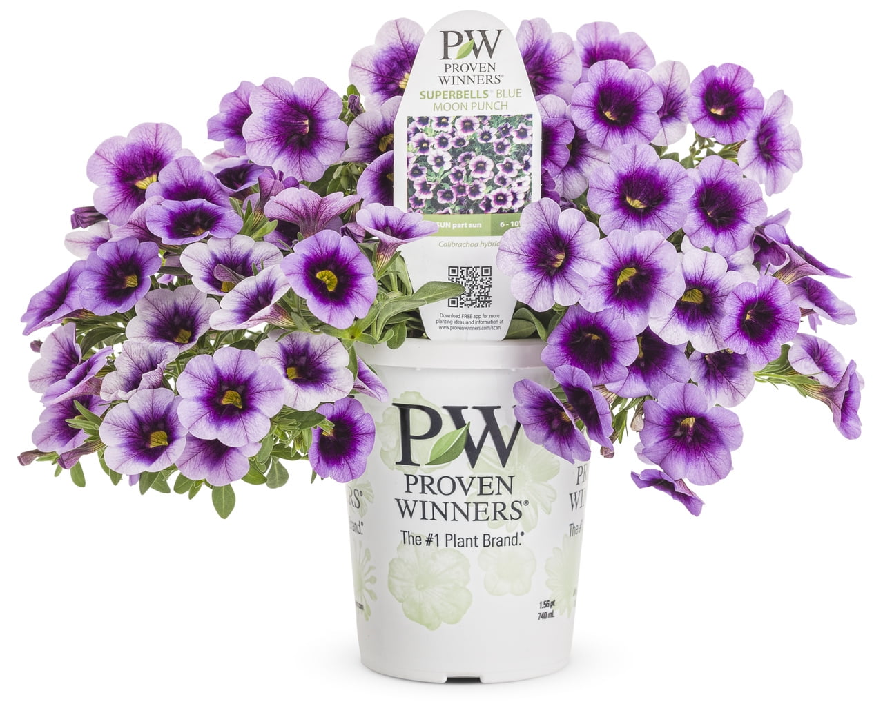 Proven Winners 2QT BlueCalibrachoa Live Annual Plant Sun 3-Pack