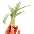 thumbnail image 4 of ragnaroc Live Air Plant - Tillandsia Xerographica Pups, Jumbo +6” - 2 ct - Ideal for Gifts & Presents, Live Indoor Plants & Live House-Plants – Live Plants for Home décor, 4 of 5