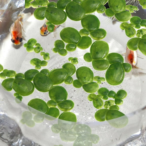 PTOOTP Artificial Green Plastic Aquarium Plants for Daily Use Lifelike Fish Tank Decor 8 Bags