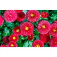 thumbnail image 3 of 100 RED ENGLISH DAISY Bellis Perennis Double Flower Seeds, 3 of 8