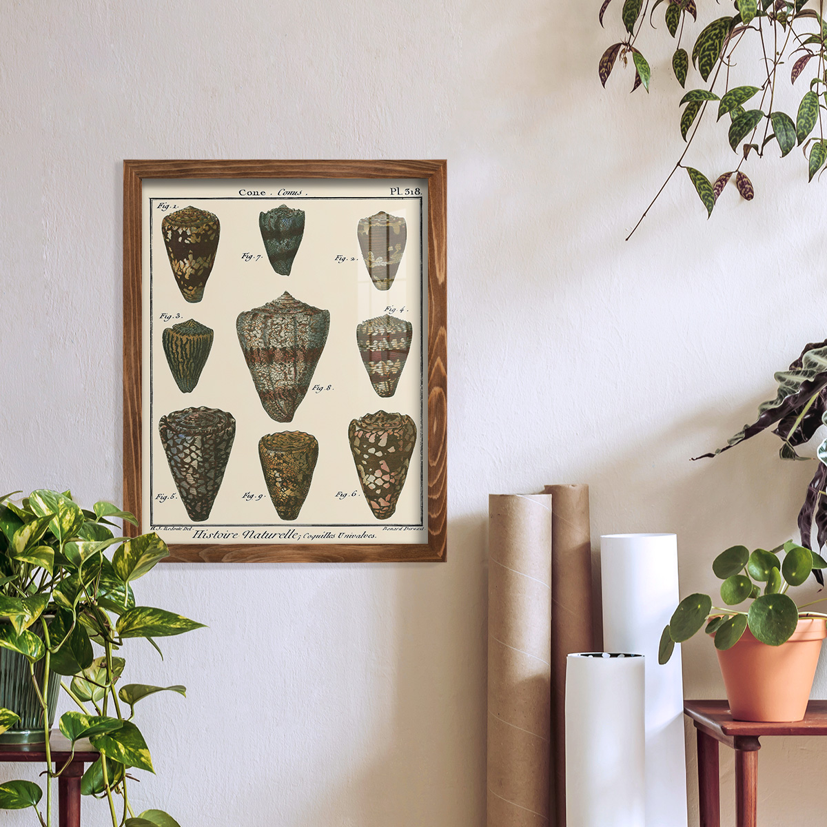 Cone Shell pl. 318 -Framed Print w/glass-Walnut