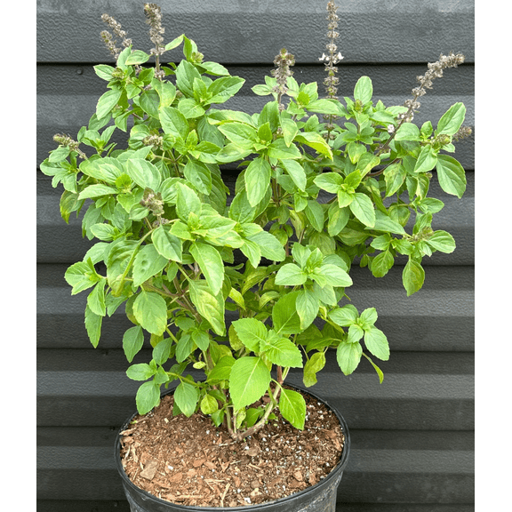 2 Live Blue African Basil Plants, 4–6 Inch Tall Fragrant Herb Starters, Fast-Growing Well-Rooted Plants for Indoor & Outdoor Gardens