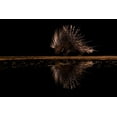 thumbnail image 2 of Xu, Sheila 32x23 White Modern Wood Framed Museum Art Print Titled - Crested Porcupine And ItS Reflection, 2 of 4