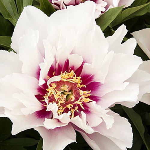 Cora Louise Peony - Intersectional ITOH Peony - NEW! - 2-3 Eye Bareroot -  