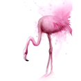 thumbnail image 3 of Shefranov, Olga 12x14 Black Modern Framed Museum Art Print Titled - Flamingo II, 3 of 5