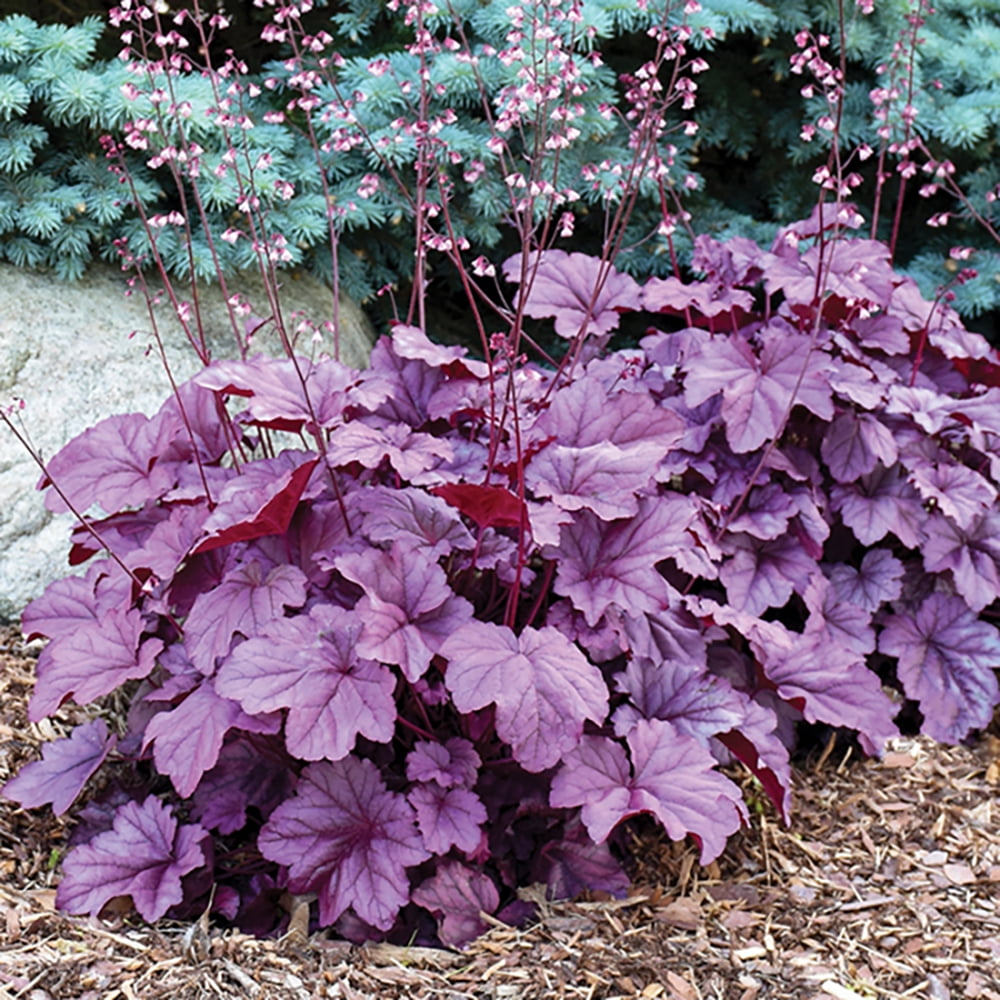 Pink Panther Coral Bells Heuchera Shade Perennial 2.5" Pot