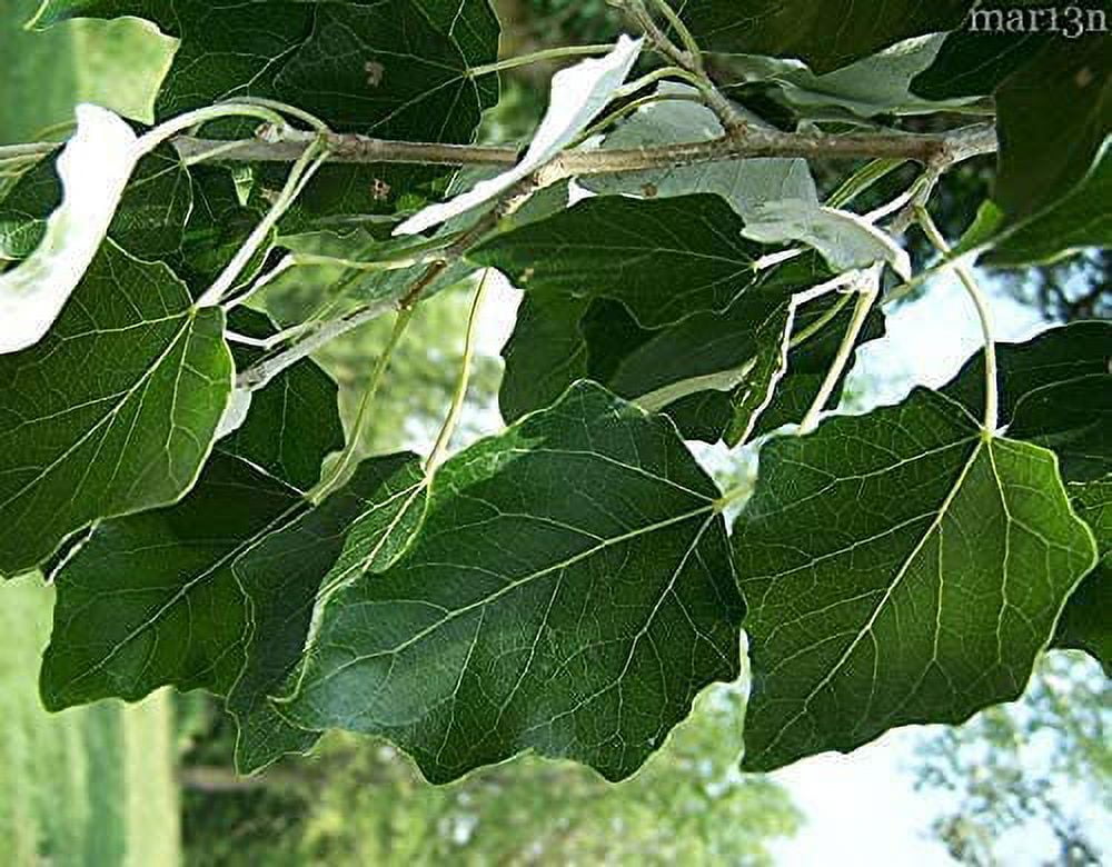 Populus Tree Identification 6 Hybrid Poplar Tree Cuttings - Fast Growing Philippines | Ubuy